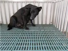 混種犬