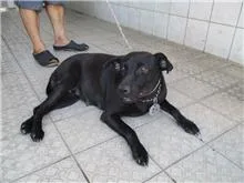 混種犬