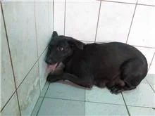 混種犬