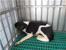混種犬