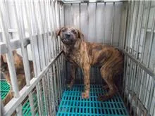 混種犬