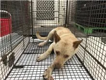 混種犬