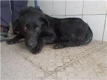 混種犬