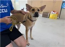 混種犬