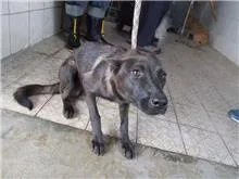 混種犬