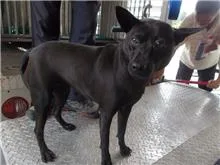 混種犬