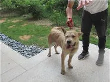 混種犬