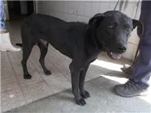 混種犬