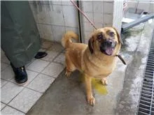 混種犬