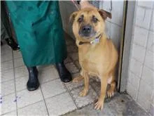 混種犬