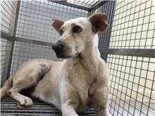 混種犬