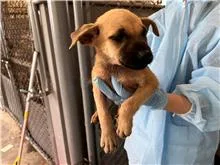 混種犬