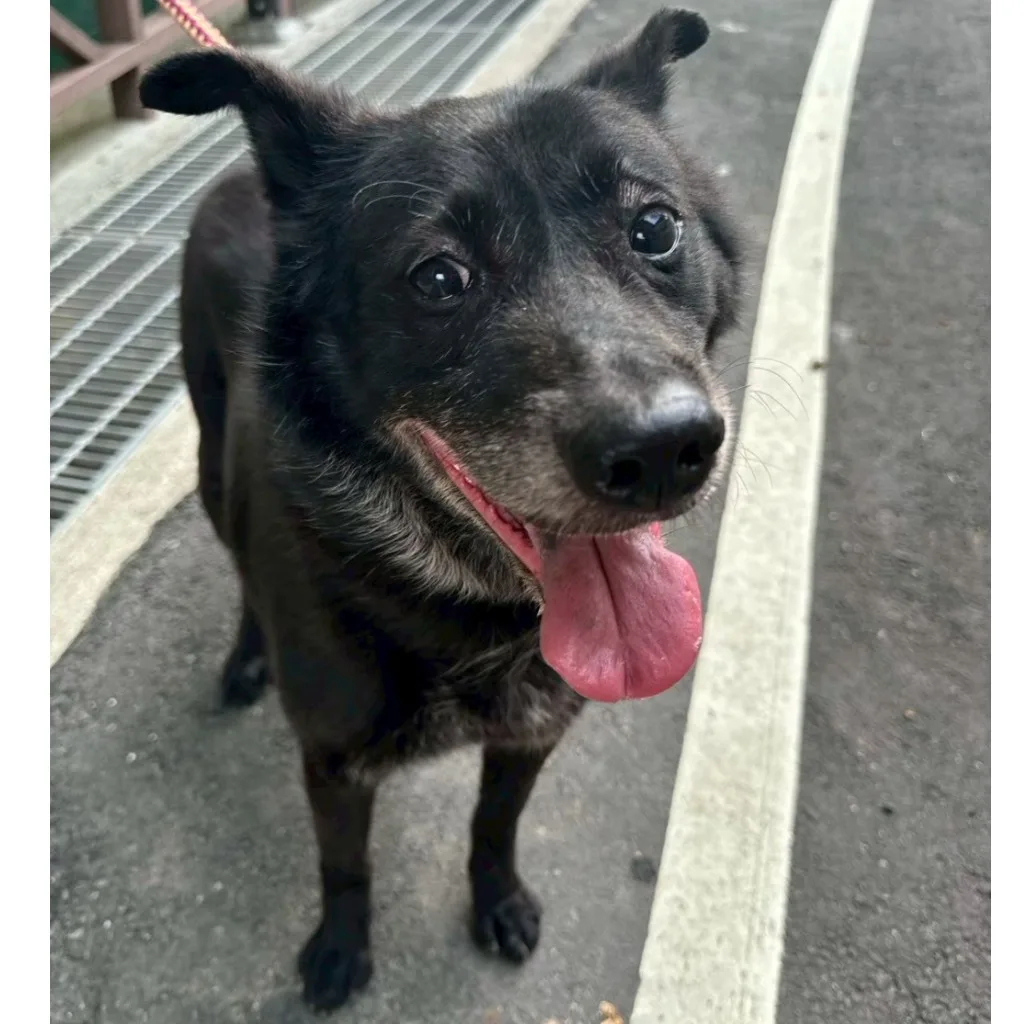 混種犬