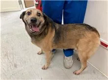 混種犬
