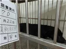 混種犬