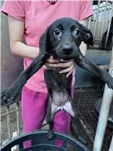 混種犬