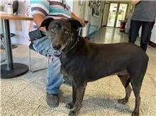混種犬