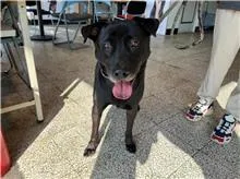 混種犬
