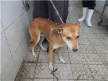 混種犬