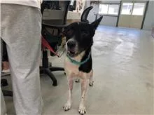 混種犬