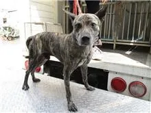 混種犬