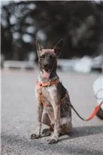 混種犬