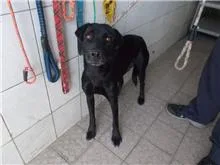 混種犬