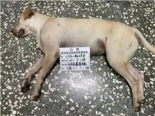 混種犬