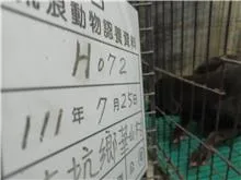 混種犬