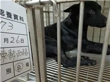 混種犬