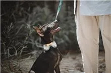混種犬