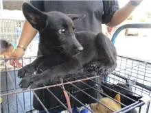混種犬