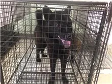 混種犬