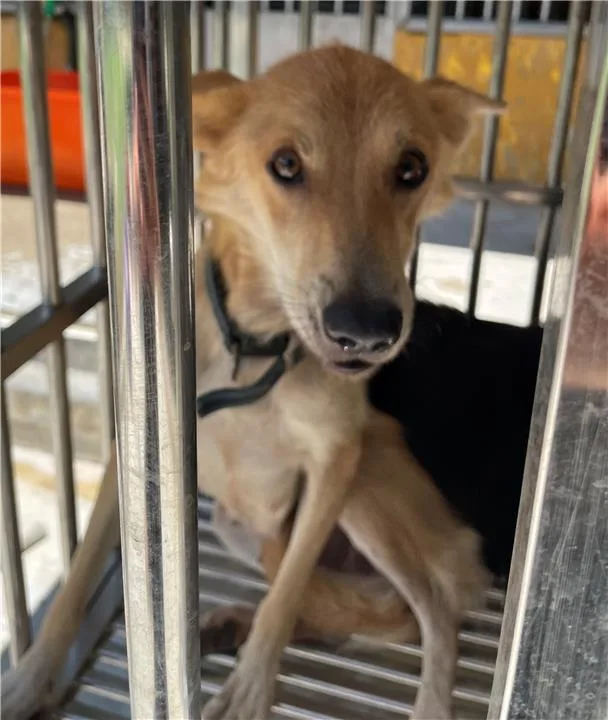 混種犬