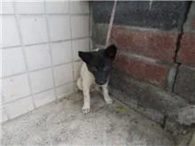 混種犬