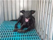 混種犬