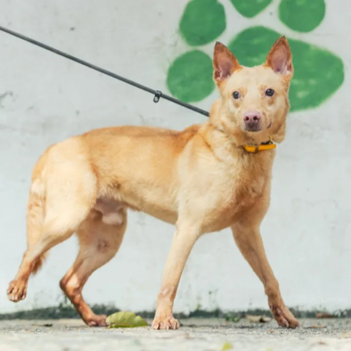 混種犬