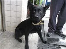 混種犬