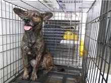 混種犬