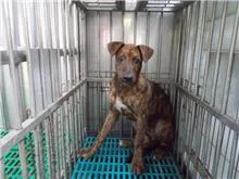 混種犬