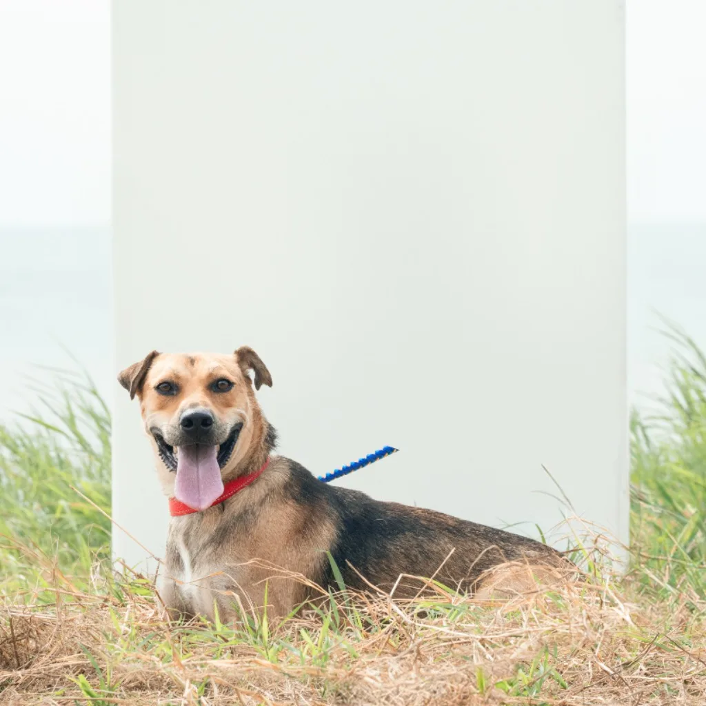 混種犬