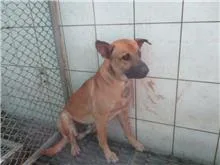混種犬