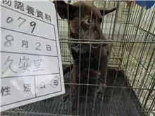 混種犬