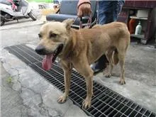 混種犬