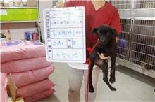混種犬