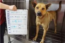 混種犬