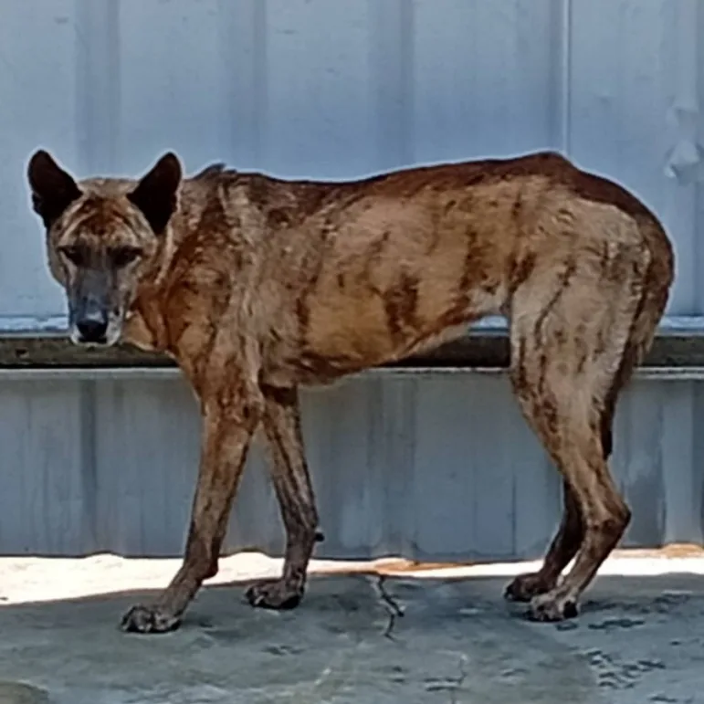 混種犬