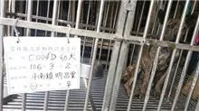 混種犬