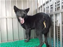 混種犬