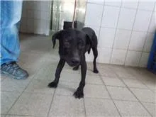 混種犬
